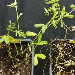Dos macetas: una con una planta de lentejas sana y verde, la otra con una planta de lentejas marchita y seca.