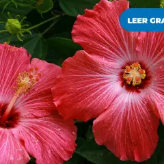 Dos flores de hibisco rosa vibrante, una **planta pacífico** que evoca serenidad. Gotas de rocío brillan en sus pétalos.