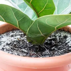 Moho blanco cubre la tierra de una planta de interior en maceta, indicando posible exceso de riego.
