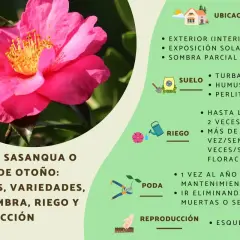 Camellia sasanqua, o camelia de otoño, con sus cuidados, variedades, sol o sombra, riego y reproducción. Explora los tipos de camelias.