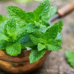 Ramas frescas de menta verde vibrante en un cuenco de cobre, listas para plantar y disfrutar de su aroma.