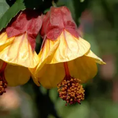 Dos flores amarillas y rojas cuelgan como un farolillo chino planta, con estambres anaranjados.