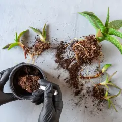 Manos enguantadas preparan tierra para trasplantar aloe vera. Varias plantas de aloe vera con raíces expuestas yacen sobre una superficie gris.
