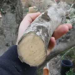 Rama de olivo recién cortada, ideal para esquejes. La mejor época para hacer esquejes de olivo es ahora.