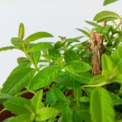 Detalle de hojas verdes y tiernas de la planta maría luisa, con un pequeño tallo de madera en el centro.