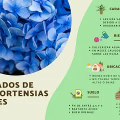 Cuidados de las hortensias azules, destacando sus tipos y cómo mantenerlas sanas.