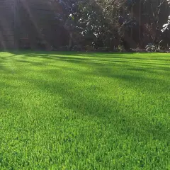 Un césped verde y frondoso, con sombras de árboles que crean patrones. Hay varios tipos de césped que podrían dar este aspecto perfecto.
