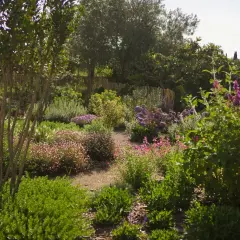 Un prado de flores vibrantes con tonos rosados, morados y blancos, rodeado de vegetación exuberante y árboles frondosos.
