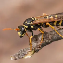 Avispa con rayas amarillas y negras posada en una rama. Podría ser una señal de un nido de avispas en casa.