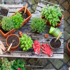 Ideas para que plantar en jardineras de exterior: hierbas aromáticas, flores y plantas verdes en macetas, con herramientas y guantes listos.