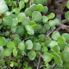 Portulacaria afra cuidados: hojas verdes y carnosas de una planta suculenta, ideal para bonsáis.