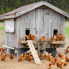 Un grupo de gallinas corretean alrededor de una casa de madera rústica, algunas suben por una rampa.