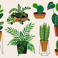 Varias plantas en macetas, como cactus y helechos, nos muestran lo que necesitan las plantas para vivir: luz, agua y tierra.