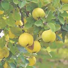 Membrillos amarillos cuelgan de las ramas, algunos con marcas, quizás indicando porque se caen los membrillos.