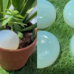 Globo de agua en maceta, solución de riego casero para vacaciones.