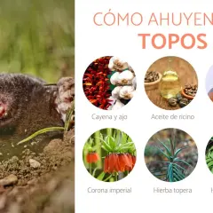 Un topo emerge de la tierra. La imagen muestra métodos para ahuyentar topos: cayena y ajo, aceite de ricino, vinagre, corona imperial, hierba topera y hojas de sauco.