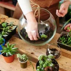 Manos creando un jardín eterno en un terrario de cristal, rodeado de suculentas y plantas en macetas.