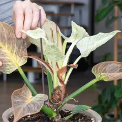 Manos revisan hojas secas y marchitas de una planta con hojas verdes y blancas, mostrando diferentes tipos de senecio.