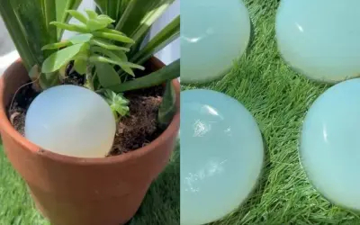 Globo de agua en maceta, solución de riego casero para vacaciones.