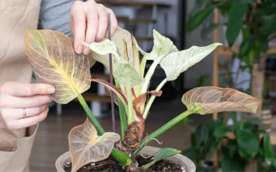 Manos revisan hojas secas y marchitas de una planta con hojas verdes y blancas, mostrando diferentes tipos de senecio.
