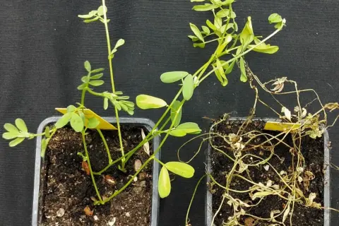Dos macetas: una con una planta de lentejas sana y verde, la otra con una planta de lentejas marchita y seca.