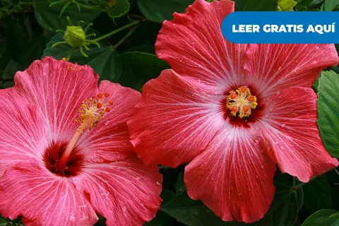 Dos flores de hibisco rosa vibrante, una **planta pacífico** que evoca serenidad. Gotas de rocío brillan en sus pétalos.
