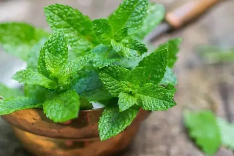 Ramas frescas de menta verde vibrante en un cuenco de cobre, listas para plantar y disfrutar de su aroma.