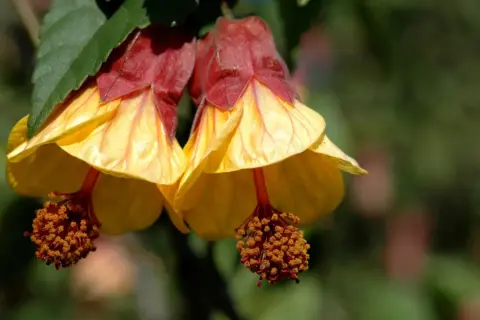 Dos flores amarillas y rojas cuelgan como un farolillo chino planta, con estambres anaranjados.