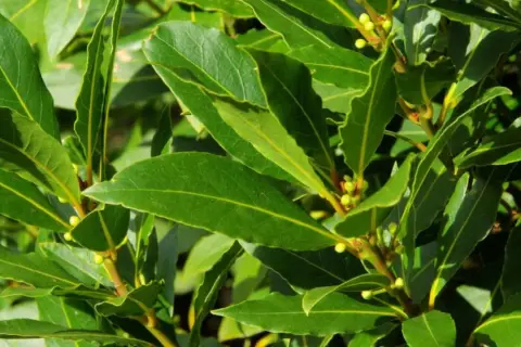 Hojas verdes y brillantes de un arbusto de laurel, perfecto para plantar laurel y dar sabor a tus comidas.
