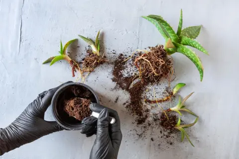 Manos enguantadas preparan tierra para trasplantar aloe vera. Varias plantas de aloe vera con raíces expuestas yacen sobre una superficie gris.