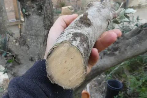 Rama de olivo recién cortada, ideal para esquejes. La mejor época para hacer esquejes de olivo es ahora.
