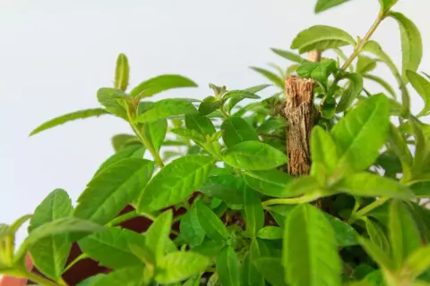 Detalle de hojas verdes y tiernas de la planta maría luisa, con un pequeño tallo de madera en el centro.