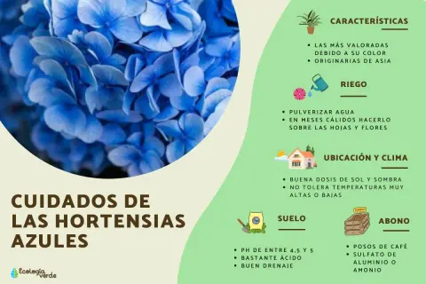 Cuidados de las hortensias azules, destacando sus tipos y cómo mantenerlas sanas.