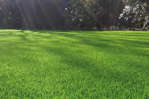 Un césped verde y frondoso, con sombras de árboles que crean patrones. Hay varios tipos de césped que podrían dar este aspecto perfecto.