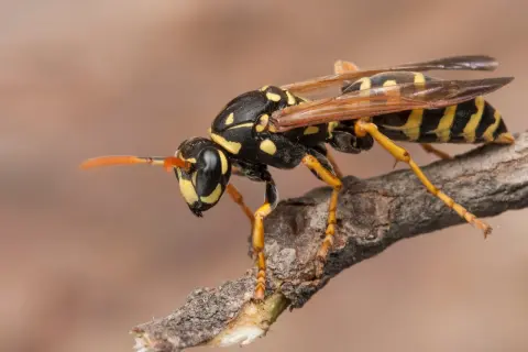 Avispa con rayas amarillas y negras posada en una rama. Podría ser una señal de un nido de avispas en casa.
