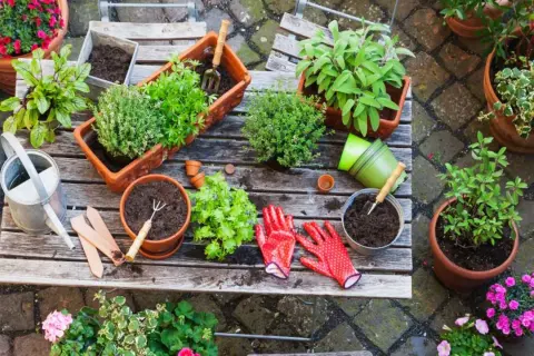Ideas para que plantar en jardineras de exterior: hierbas aromáticas, flores y plantas verdes en macetas, con herramientas y guantes listos.