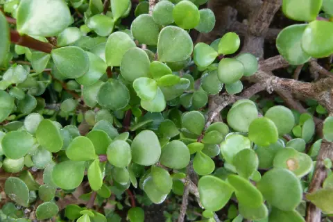Portulacaria afra cuidados: hojas verdes y carnosas de una planta suculenta, ideal para bonsáis.