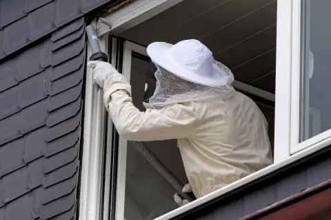 Persona con traje de apicultor usa aspiradora para como quitar un avispero en casa, cerca de una ventana.