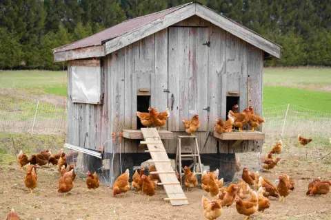 Un grupo de gallinas corretean alrededor de una casa de madera rústica, algunas suben por una rampa.