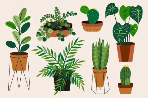 Varias plantas en macetas, como cactus y helechos, nos muestran lo que necesitan las plantas para vivir: luz, agua y tierra.
