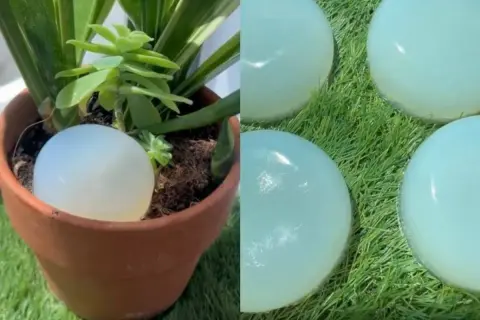 Globo de agua en maceta, solución de riego casero para vacaciones.