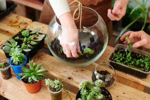 Manos creando un jardín eterno en un terrario de cristal, rodeado de suculentas y plantas en macetas.