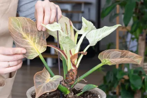 Manos revisan hojas secas y marchitas de una planta con hojas verdes y blancas, mostrando diferentes tipos de senecio.