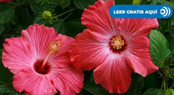 Dos flores de hibisco rosa vibrante, una **planta pacífico** que evoca serenidad. Gotas de rocío brillan en sus pétalos.