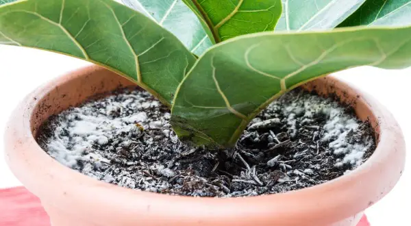 Moho blanco cubre la tierra de una planta de interior en maceta, indicando posible exceso de riego.