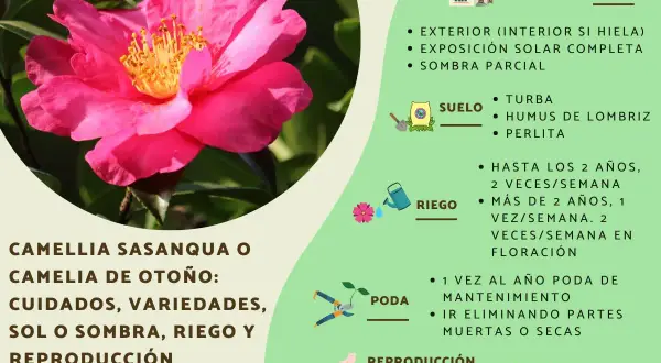 Camellia sasanqua, o camelia de otoño, con sus cuidados, variedades, sol o sombra, riego y reproducción. Explora los tipos de camelias.