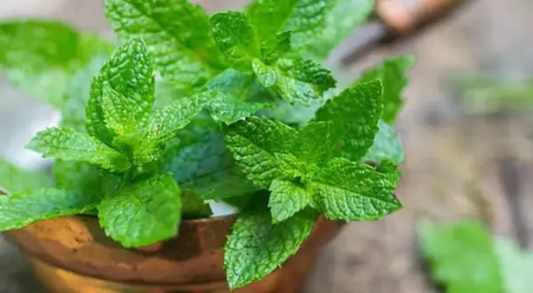 Ramas frescas de menta verde vibrante en un cuenco de cobre, listas para plantar y disfrutar de su aroma.