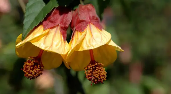 Dos flores amarillas y rojas cuelgan como un farolillo chino planta, con estambres anaranjados.