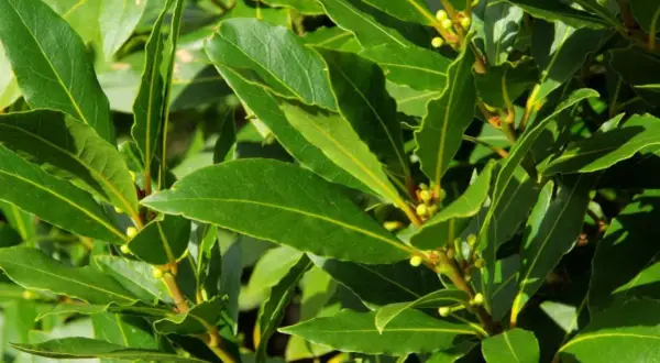 Hojas verdes y brillantes de un arbusto de laurel, perfecto para plantar laurel y dar sabor a tus comidas.