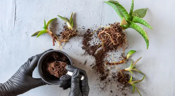 Manos enguantadas preparan tierra para trasplantar aloe vera. Varias plantas de aloe vera con raíces expuestas yacen sobre una superficie gris.